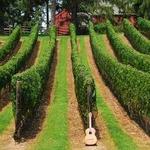 Harmony Vineyards