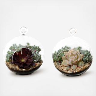 2-Piece Mini Globe Succulent Terrarium Set