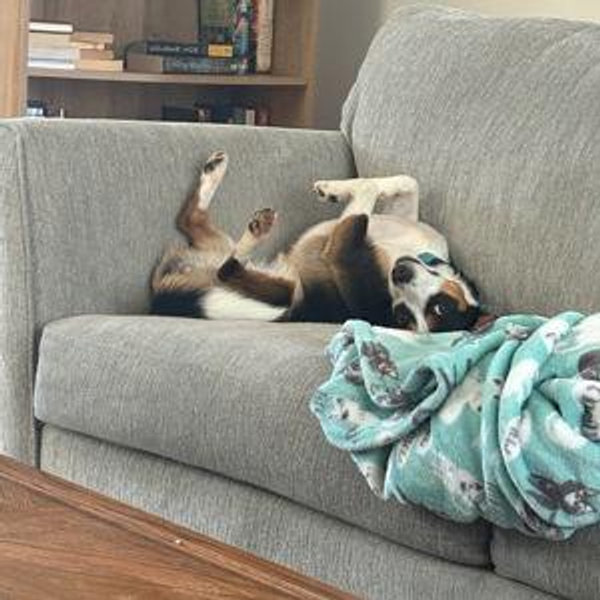 New couch for Midna and Fi