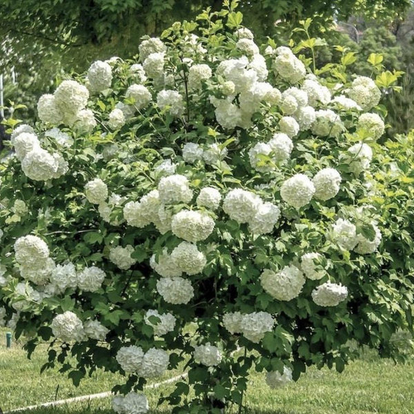 Snowball Viburnum Shrub