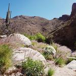 Sabino Canyon Trail