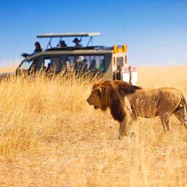 Safari Honeymoon Fund - Venmo (no fees)