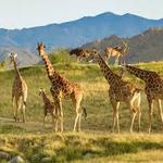 The Living Desert Zoo and Gardens