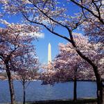 Cherry Blossom Festival
