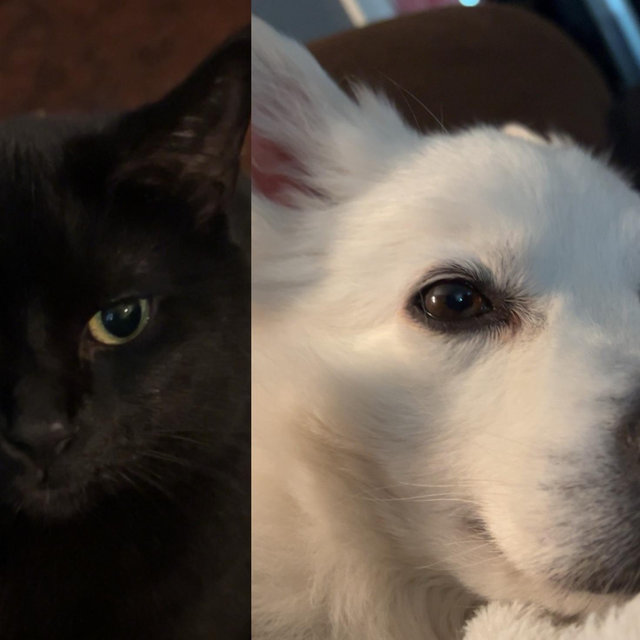 Pet Fund For Our Honeymoon