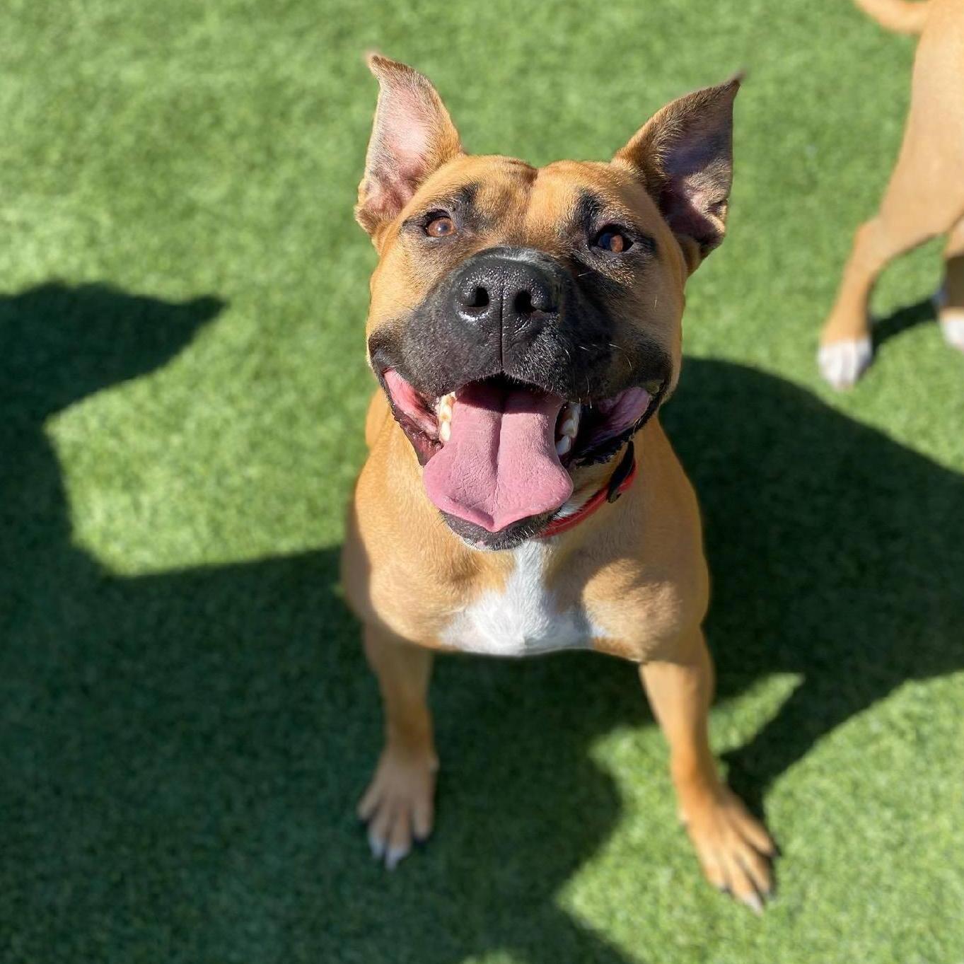 Have you met our pets? This is George Barkington, born July 4th, 2018. He's an athletic boy who loves chasing balls, eating all the peanut butter, and giving cuddles and licks.