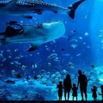Georgia Aquarium