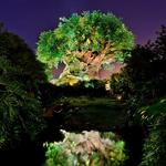 Disney World - Animal Kingdom