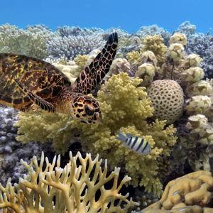 Snorkeling in the Great Barrier Reef