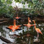 National Aviary