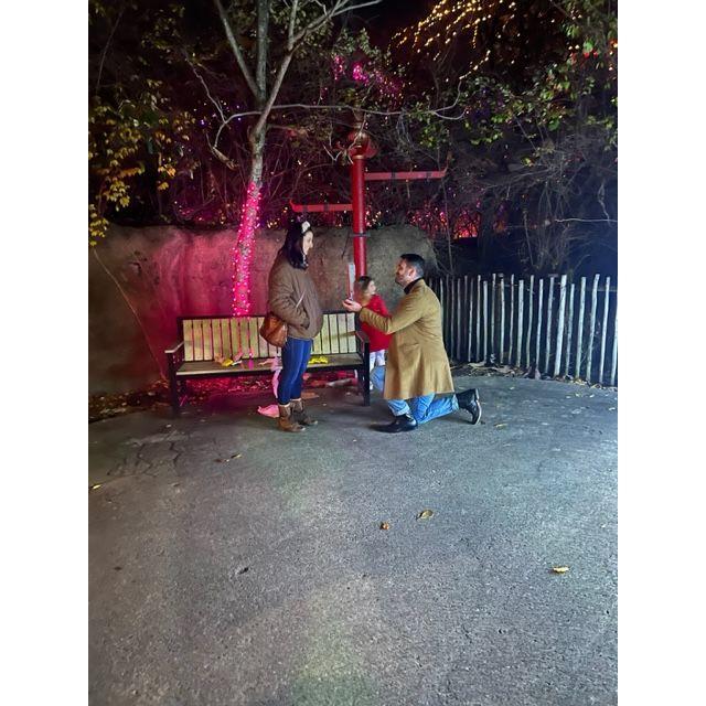 Proposal at the zoo!