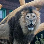 Lincoln Park Zoo