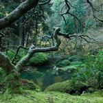 Portland Japanese Garden