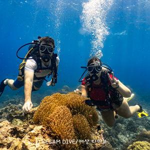 Scuba Dives