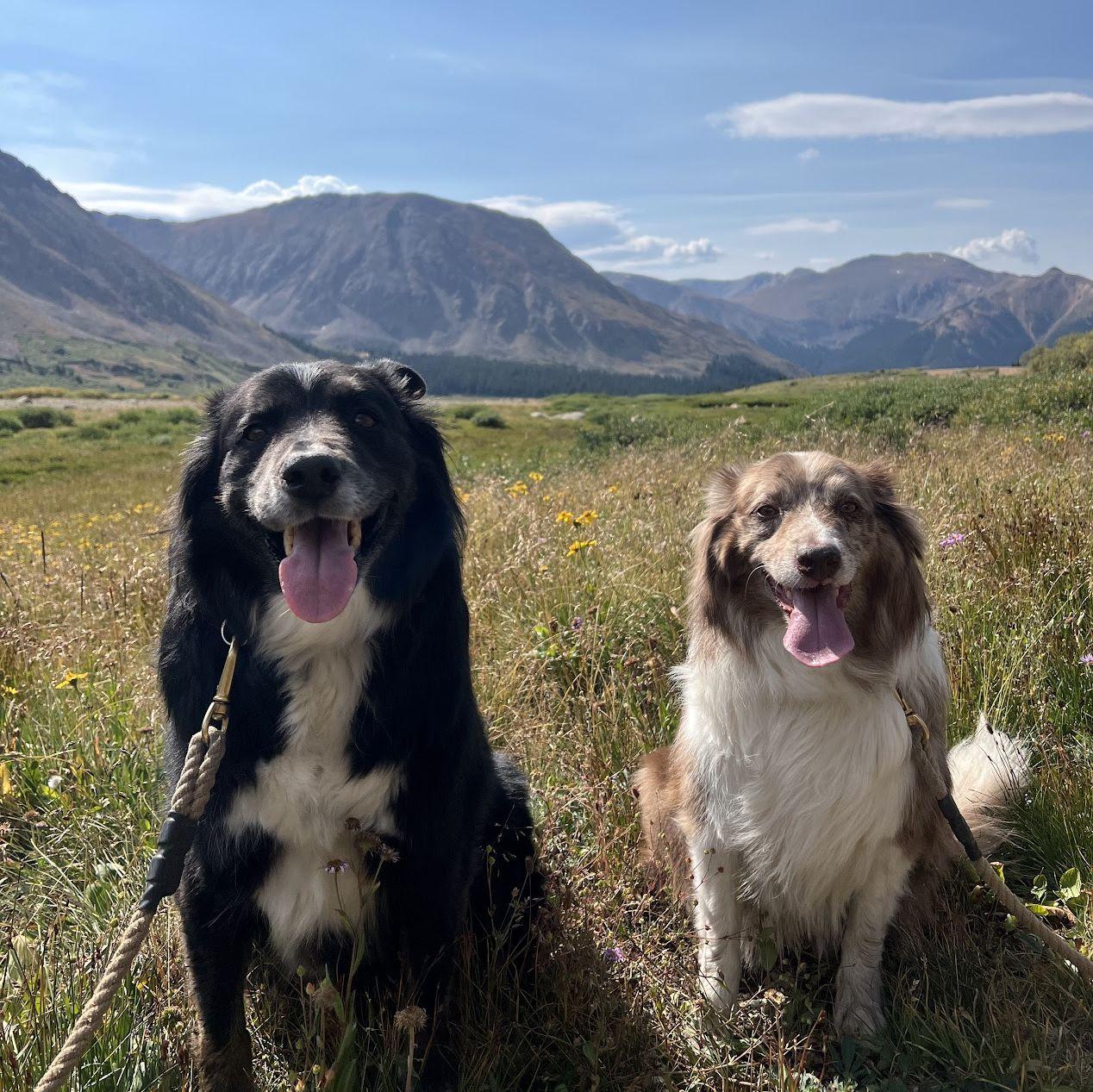 Hiking with Zuko and Pippin near Keystone, August 2025