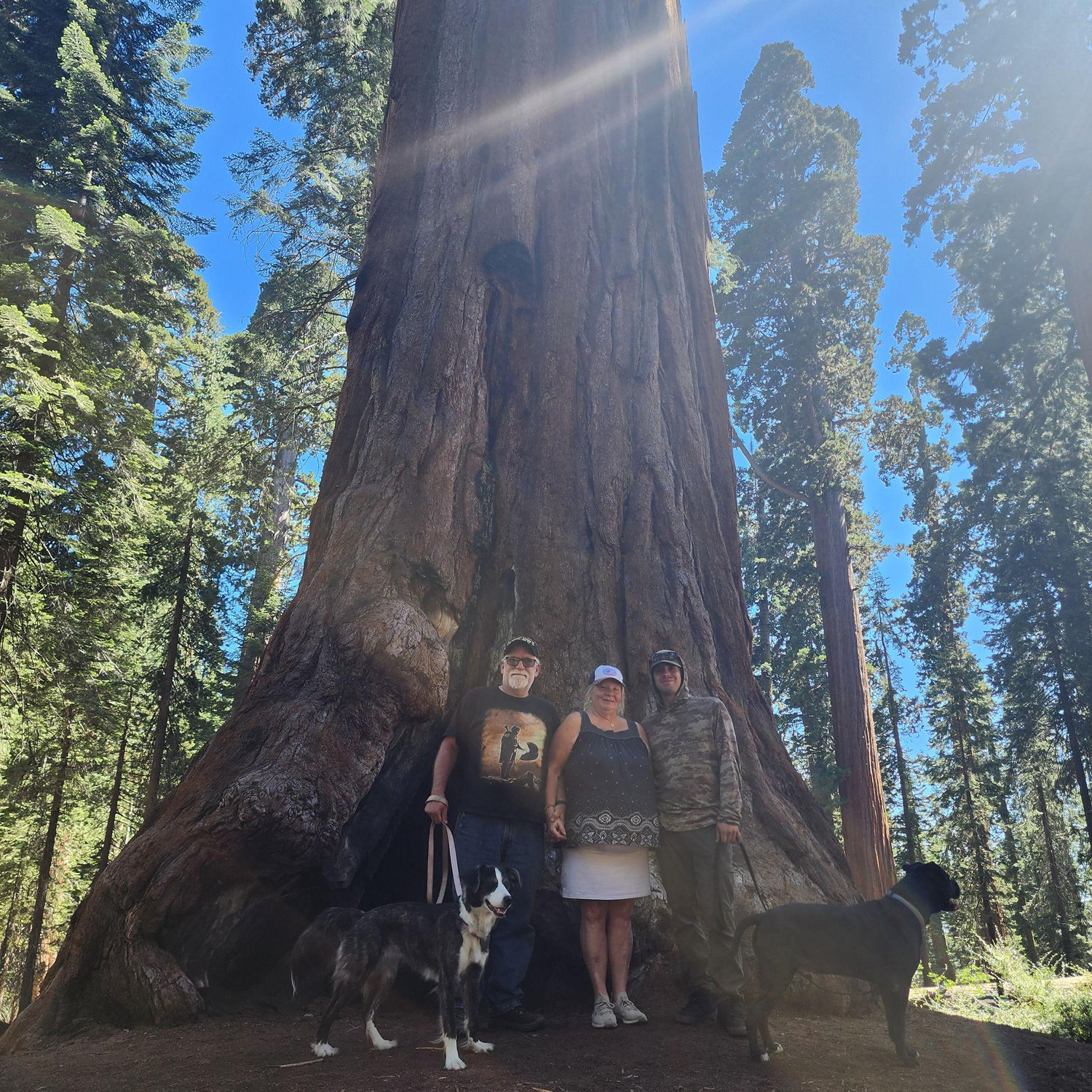 Redwood Forest< CA