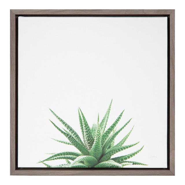 16"X16" Succulent Simplicity I Neutral By Felicity Bradley Graywash - Amanti Art