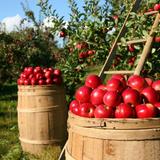 Fitzgerald Fruit Farm
