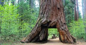 Calaveras Big Trees State Park