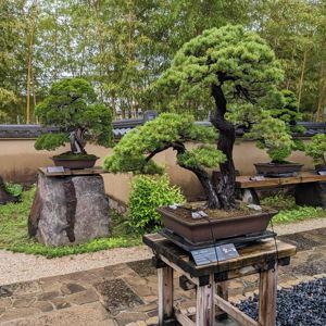 Explore the Omiya Bonsai Village