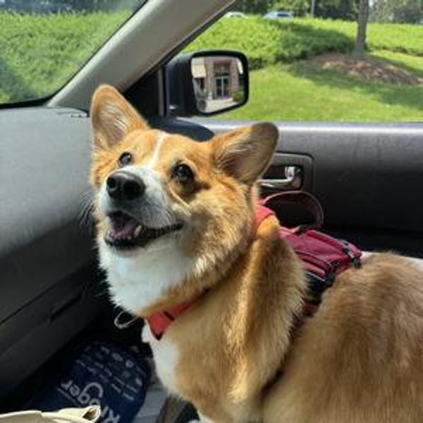 Honeymoon Dog Sitting for Sunny
