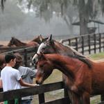 Farm Tours of Ocala