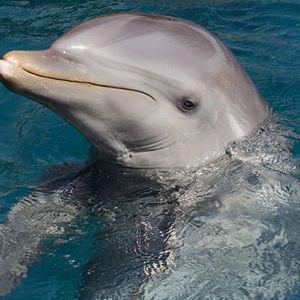 Dolphin encounter at seaworld
