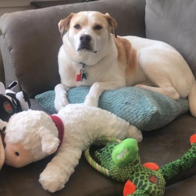 New toys for Rosie