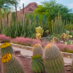 Desert Botanical Gardens