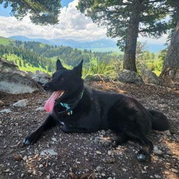 Joey's Alaskan Adventure