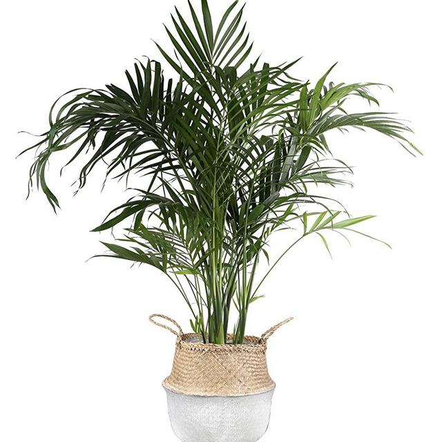 Costa Farms Cat Cataractarum Indoor Palm Tree Seagrass Basket, 3-Foot, Natural