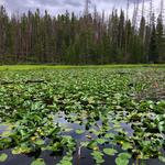 Hike Lily Pad Lake Trail