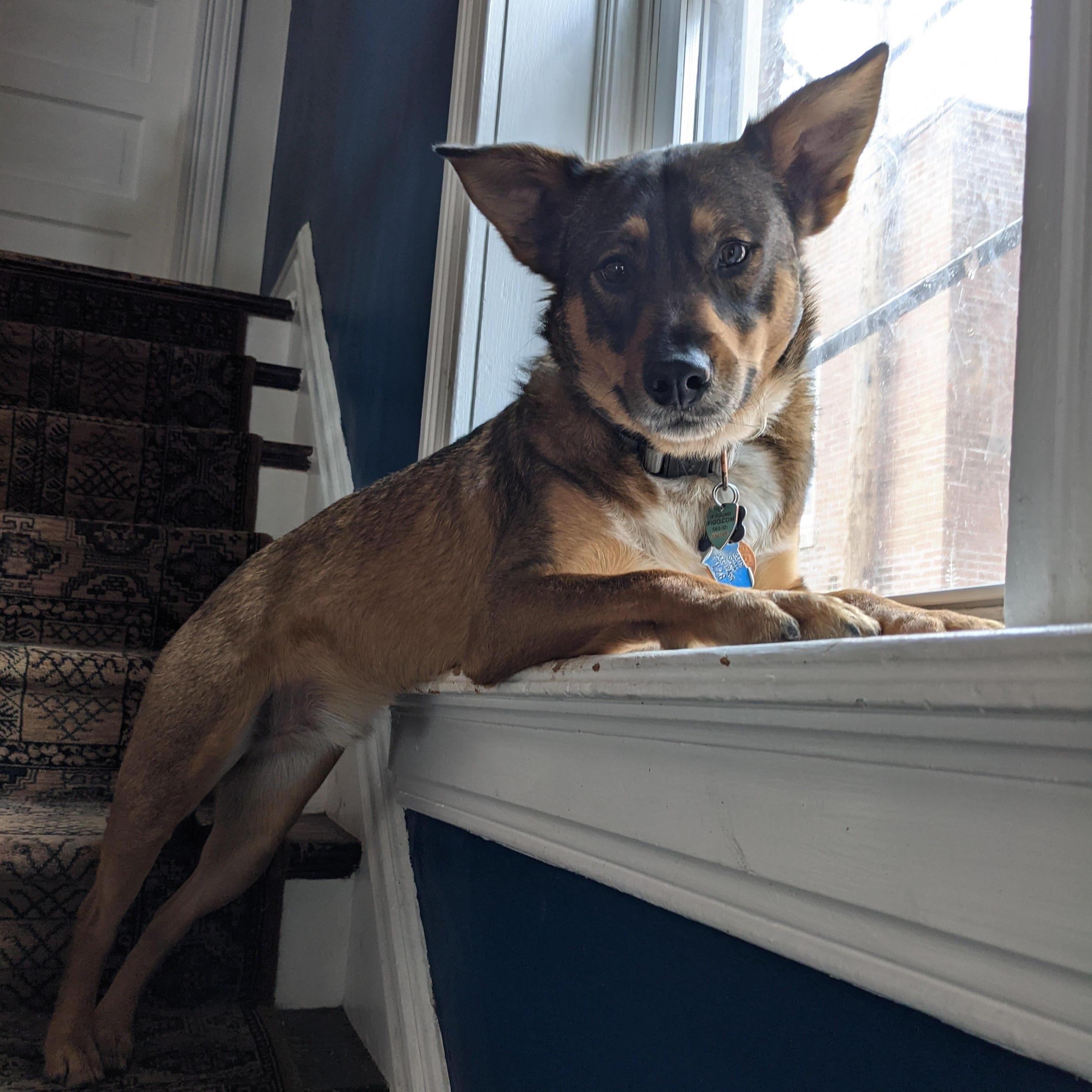 How much is that doggie in the window? (He's free!)