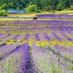 Pelindaba Lavender Farm