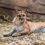 Houston Zoo