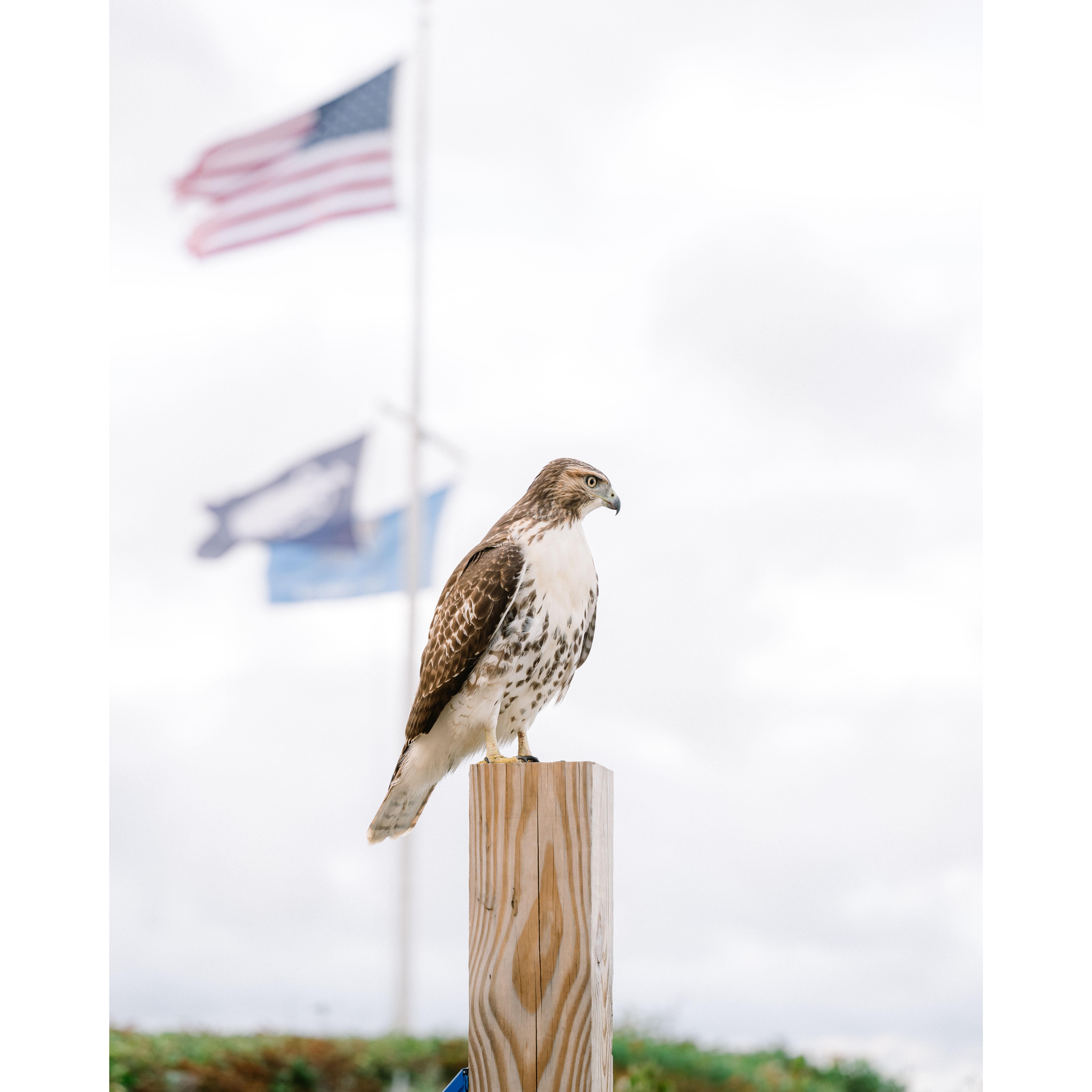 Hawk watching over us while we took engagement photo's on Nantucket - supposed to be good luck!
