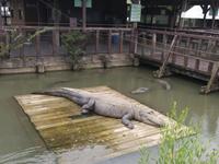 Bayou Pierre Alligator Park
