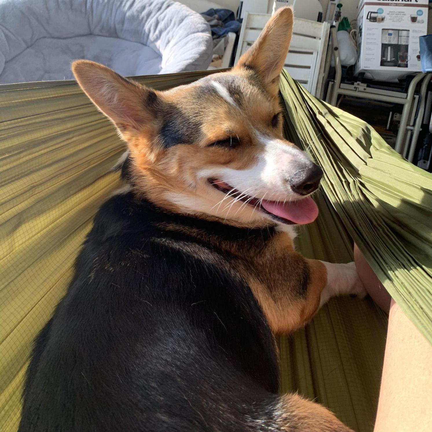 charlie enjoying the hammock