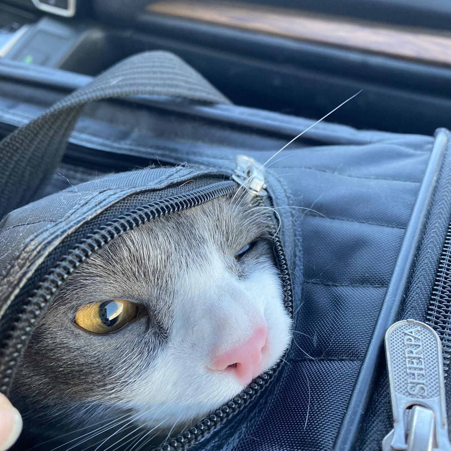 Moose vs. Dental Floss (on the way to the emergency vet)