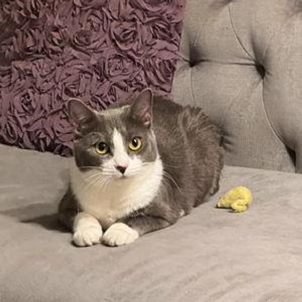Cat sitter for Maggie!