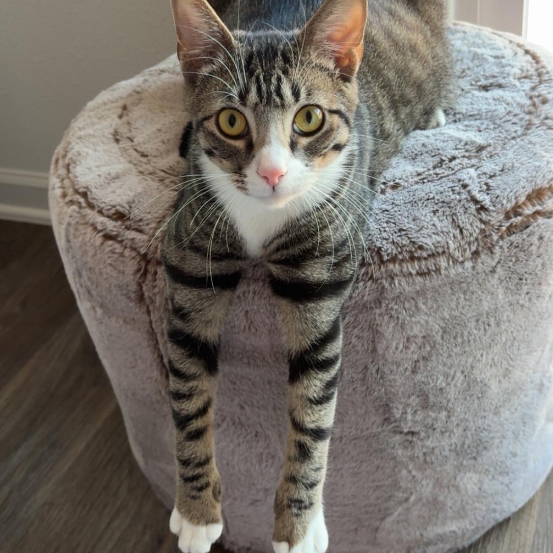This is Joey. We adopted him when we moved to St. Augustine. He is our sweet snuggly boy who loves food more than anything.