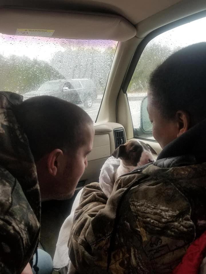 Us picking up our 2nd bull terrier