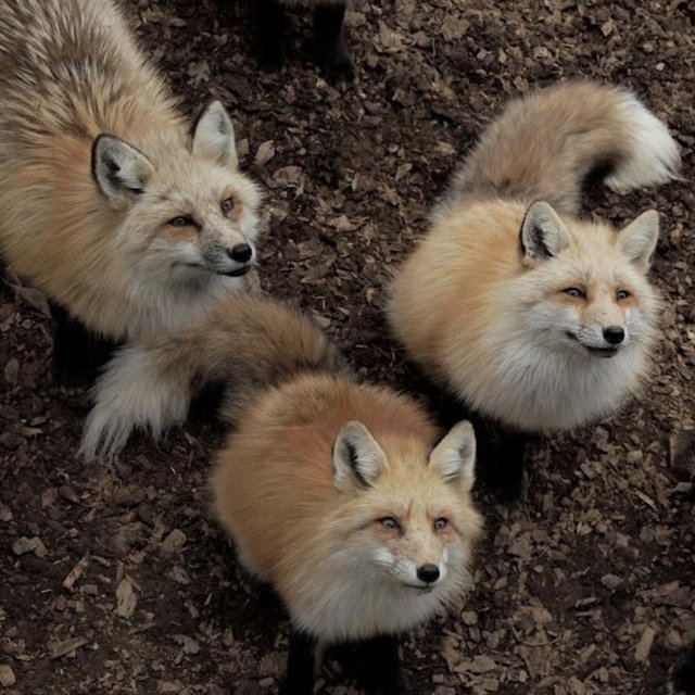 Zaō Fox Village Tickets