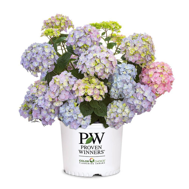 2 Gal. Proven Winners Let's Dance Skyview Hydrangea Shrub