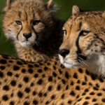 San Diego Zoo