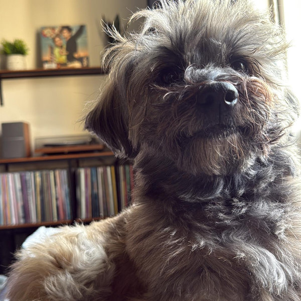 Lincoln's honeymoon pet sitter