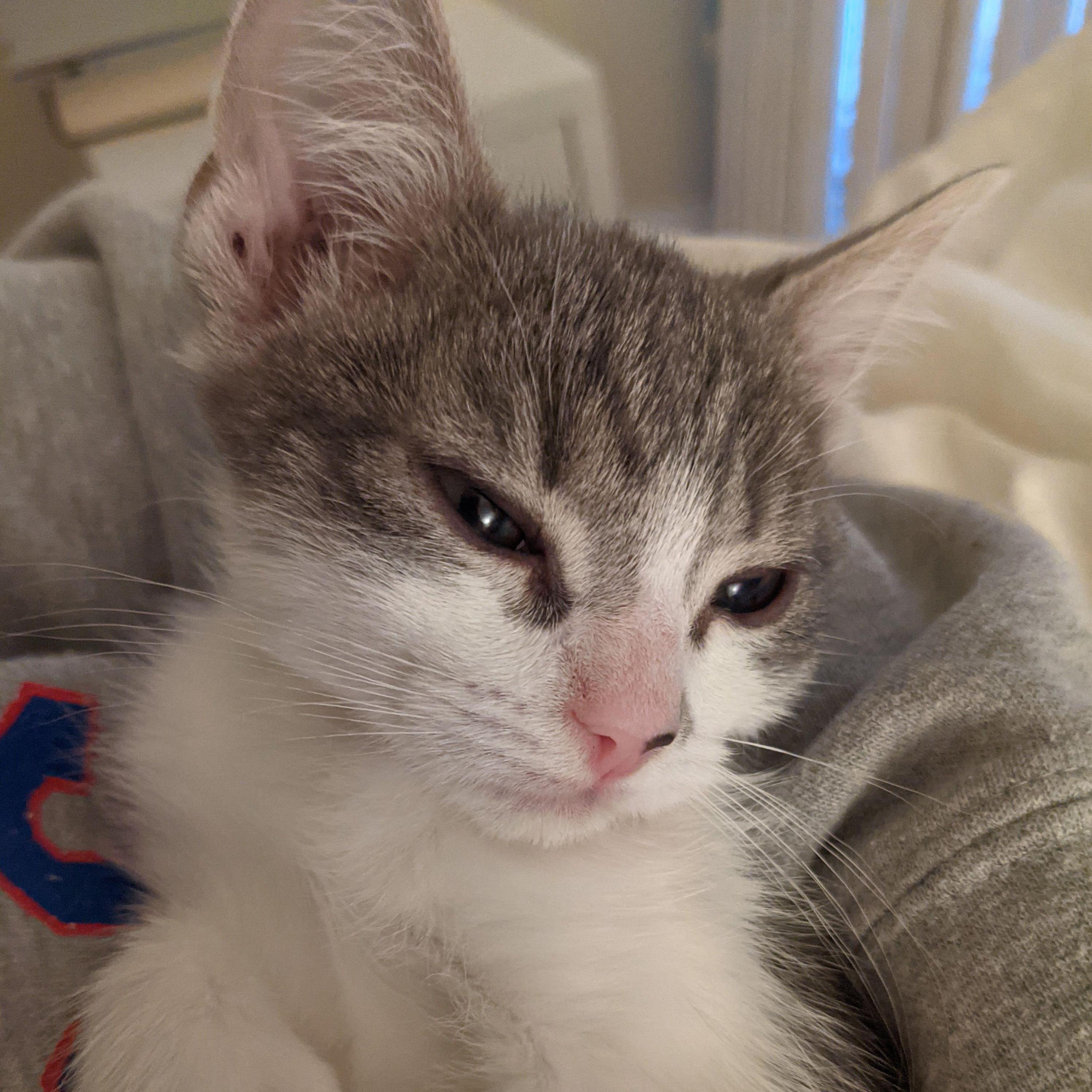 They adopted their second kitty Mando in January 2021. Rey was unsure if she liked her new baby bro (...and she still is).