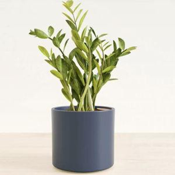 Medium ZZ Plant | Buy 10-18 Inch Indoor Plants | easyplant