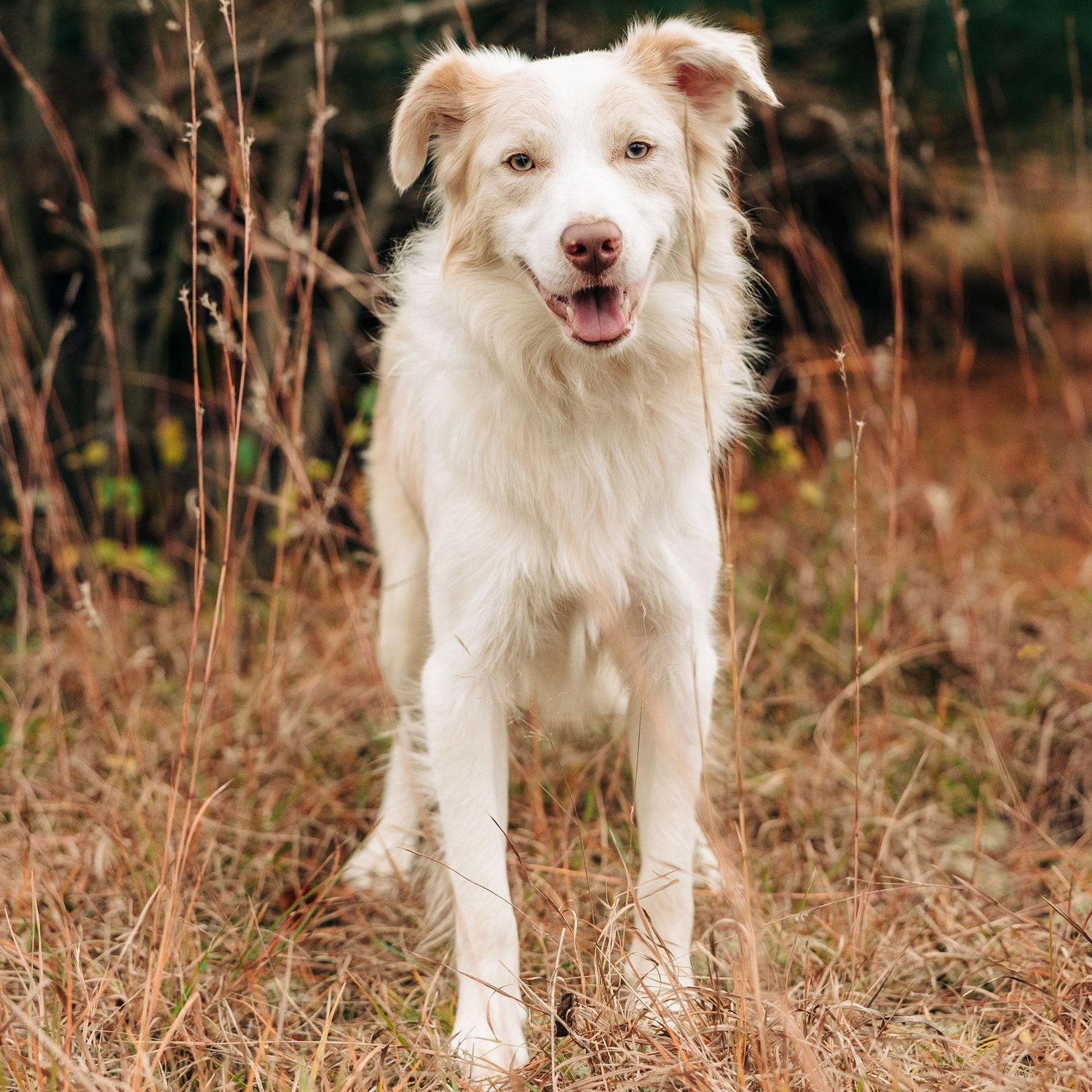 "I'm Gringo, I might be a Border Collie but don't be fooled- I really only have one brain cell up here. Shh don't tell my parents, I don't think they noticed yet!"
