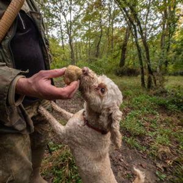 Truffle Hunting in Chianti